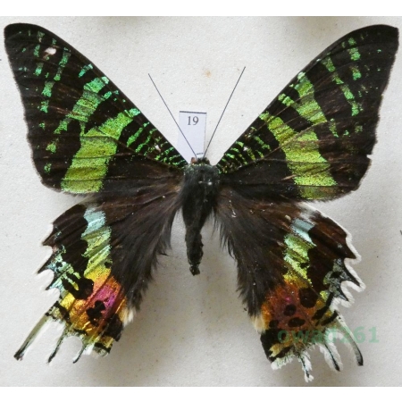 Chrysiridia rhipheus (Drury, 1773) Madagascar 73mm19